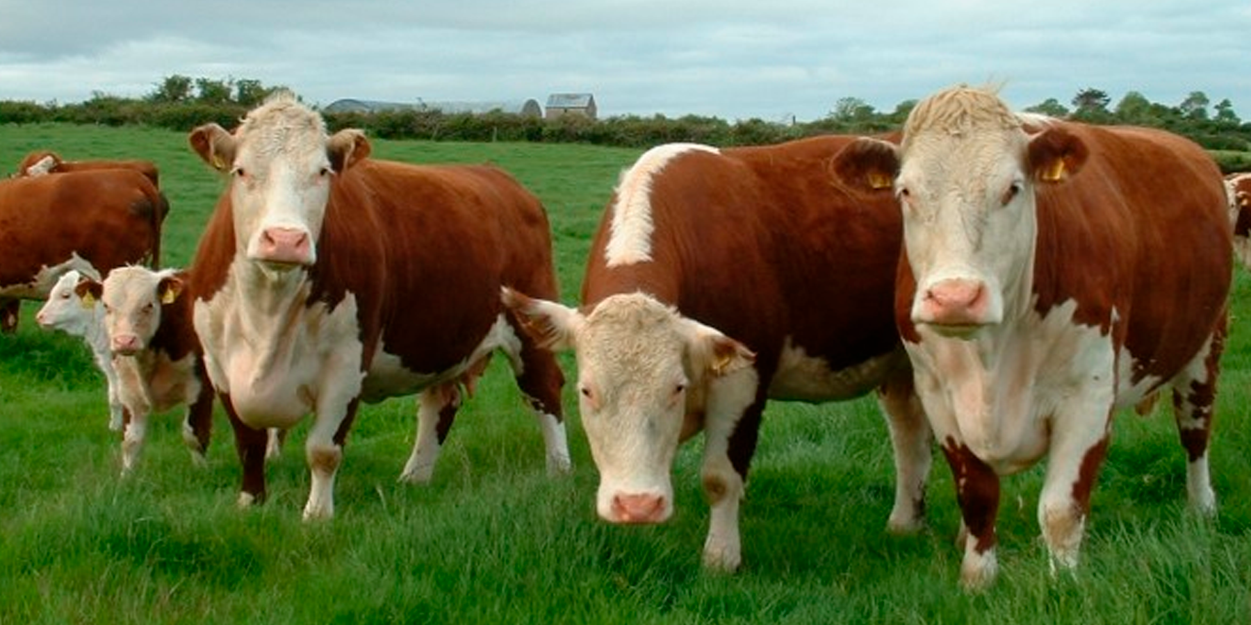 Selección objetiva en consumo de alimento residual en ganado Hereford