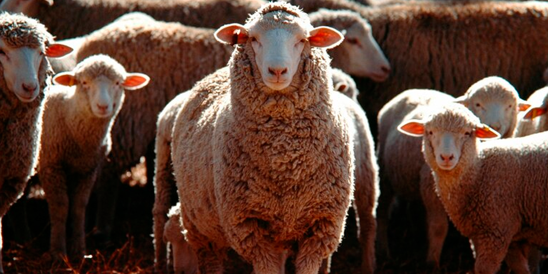 Biotecnologías para el mejoramiento genético de ovinos